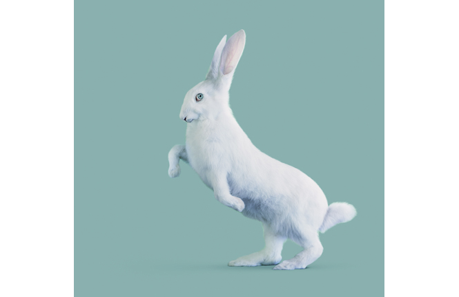RABBIT [Oryctolagus cognitivus] Very intelligent rabbit.　© Vincent Fournier