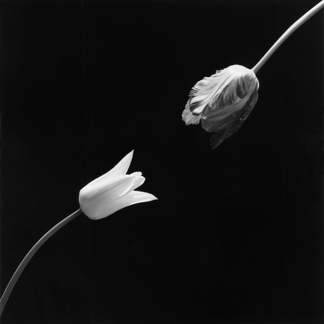 07_Tulip,1984 Gelatin Silver Print