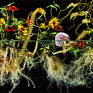 Flower-1ec.jpg