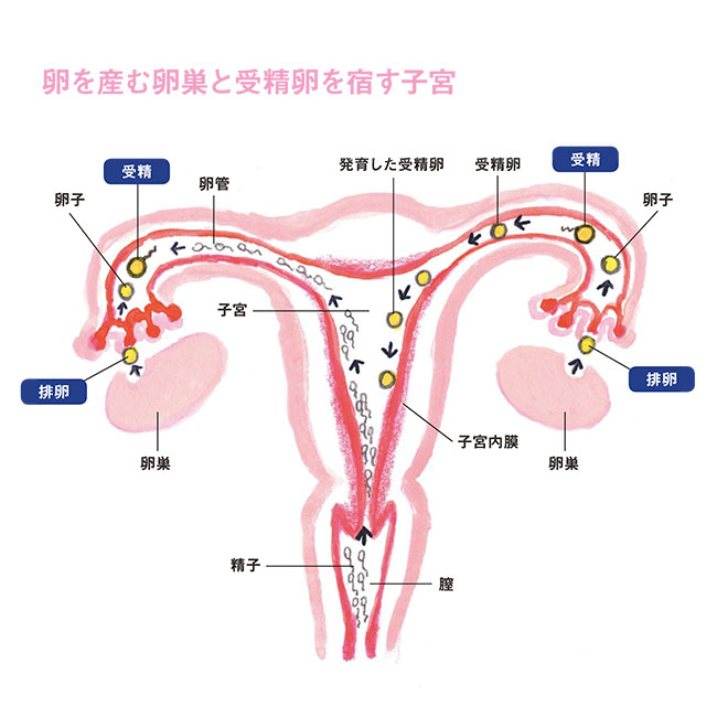 卵を産む卵巣と受精卵を宿す子宮