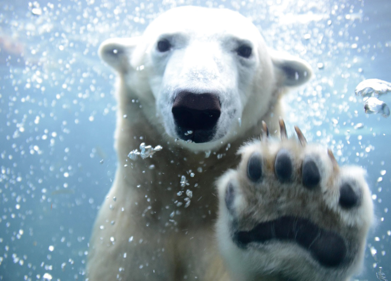 著名人に聞いた 私の偏愛動物園 Numero Tokyo