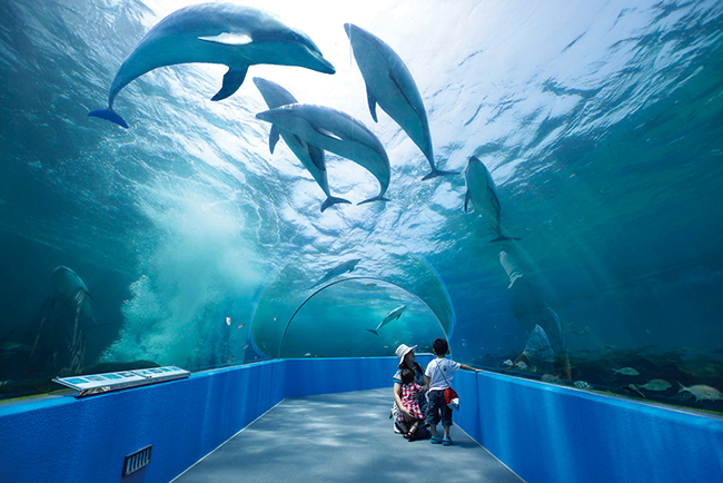 日本最大級のトンネル水槽でイルカやペンギンなどが自由に戯れる様子を見られる。