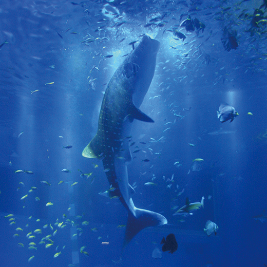 著名人に聞いた 私の偏愛水族館 Numero Tokyo