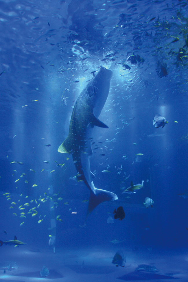 大きな水槽で泳ぐ「のとじま水族館」のジンベエザメ。