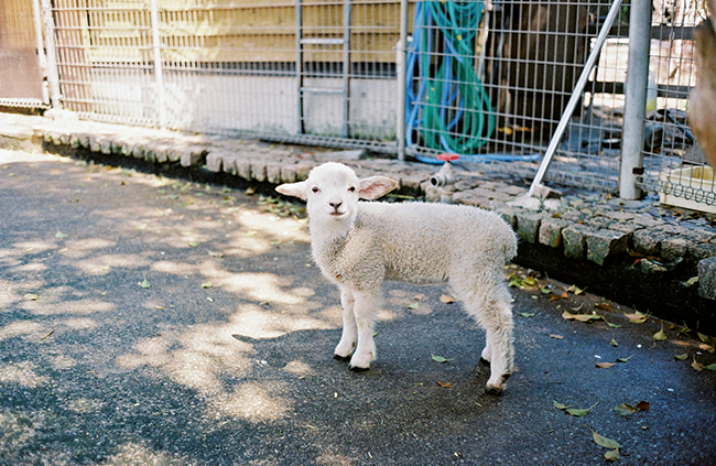 前月に生まれたばかりの羊の赤ちゃん。垂れ耳なことからタレ子と命名。 