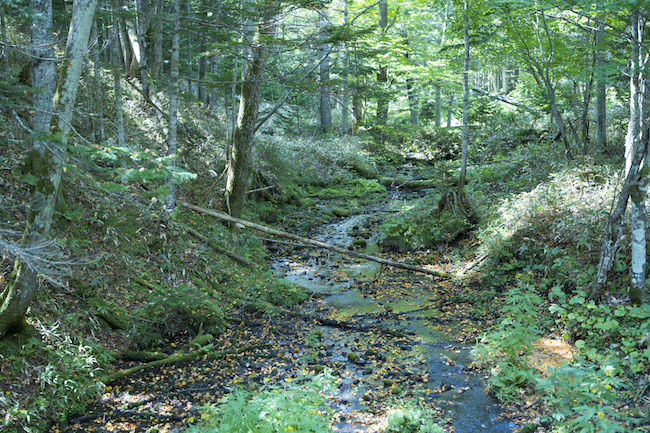 「光の森」にて、谷地（やち）と呼ばれる湿原。地形に応じて植生が変わり、豊かな多様性を湛えた森が広がる。 Photo: Tomoaki Okuyama