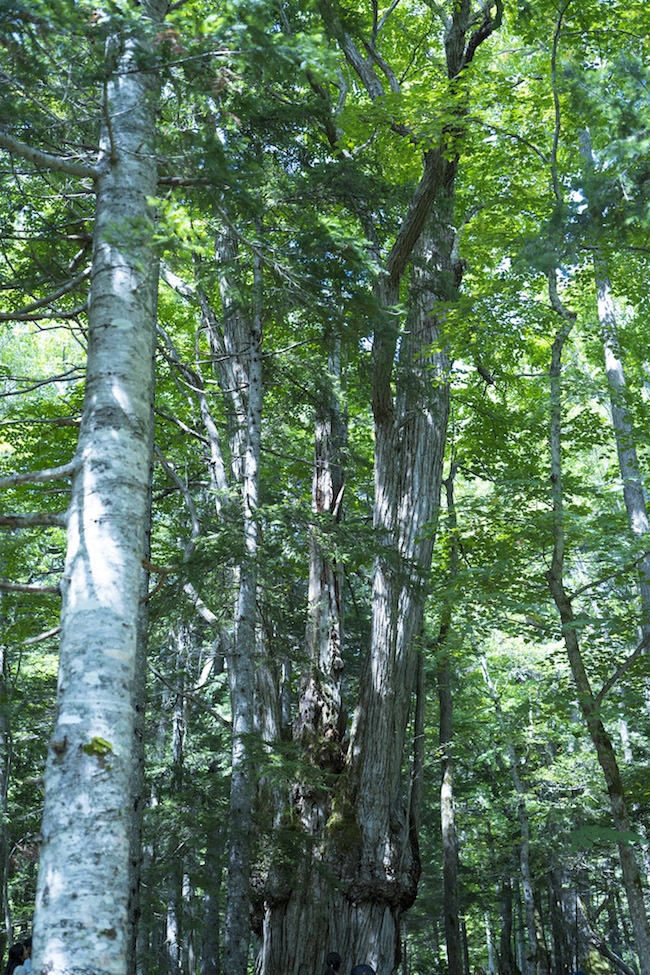 「光の森」にて、樹齢推定800年以上といわれる桂の巨木。 Photo: Tomoaki Okuyama