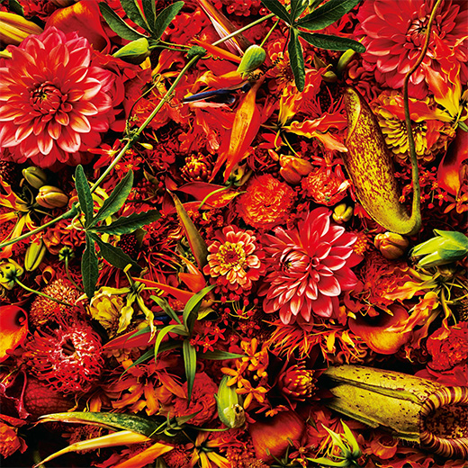 東信「今月のフラワー」赤く色づく秋の実り