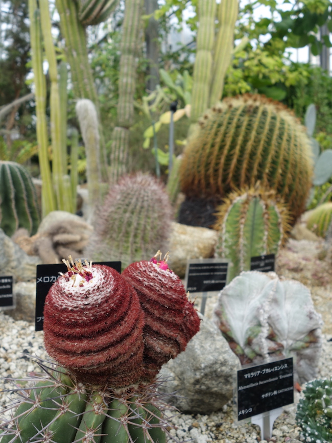 東信さんがおすすめする素敵な植物園 そして オオコンニャクと釣り Numero Tokyo