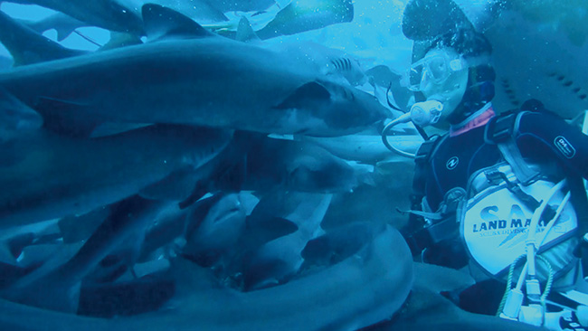 サメを性的に魅惑する香水を制作するリサーチプロジェクト。長谷川愛『Human X Shark』