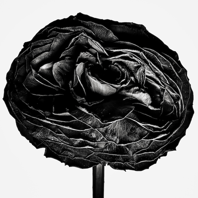 「WITHERED FLOWERS BLACK」より　©Kazunali Tajima, Courtesy of Akio Nagasawa Gallery 