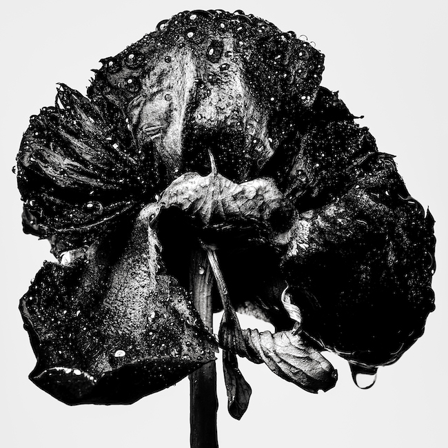 ⽥島⼀成、第二弾「WITHERED FLOWERS BLACK」展で魅せる、モノクローム 