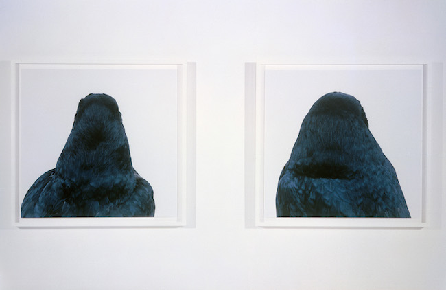 Roni Horn "bird", 1998/2008 (detail), pigment prints on paper, 55.9 x 55.9 cm (22 x 22 in) each Set of 10 pairs (20 photographs) © Roni Horn / Courtesy of the artist, Taka Ishii Gallery and Hauser & Wirth
