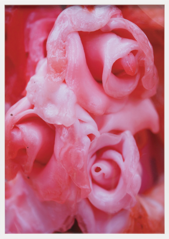 8.『Untitled』2018年　カラーデジタルプリント　courtesy of Yoshimi Arts　© Minako Nishiyama　砂糖のバラが温度や湿度の影響で溶けていく様子を捉えた写真作品。