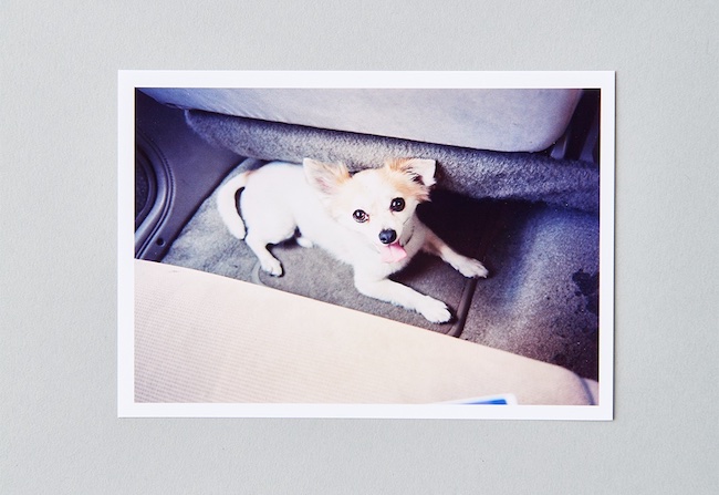 ホンマタカシが撮影した愛犬ホイス。裏にはホンマのサイン＆エディションナンバーが付いている