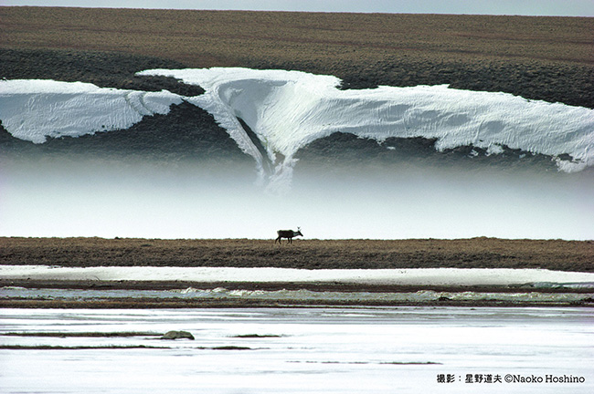 『春のアラスカ北極圏、群れにはぐれてさまようカリブー』撮影：星野道夫 ©Naoko Hoshino