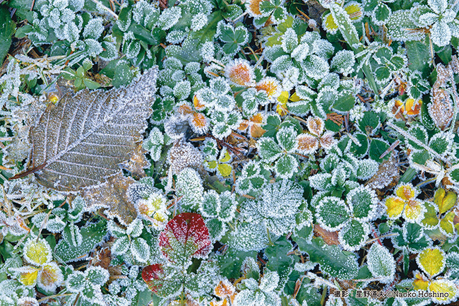 『ワイルドストロベリーの葉に初霜がおりる』撮影：星野道夫 ©Naoko Hoshino