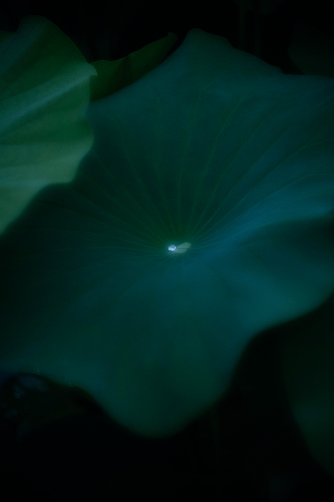京都で撮影した蓮の葉に落ちた一滴の雨水。この水滴が集まり、川になっていく。　PRIÈRE #01/ CHAOS - PRIÈRE © 2022 Mikiya Takimoto