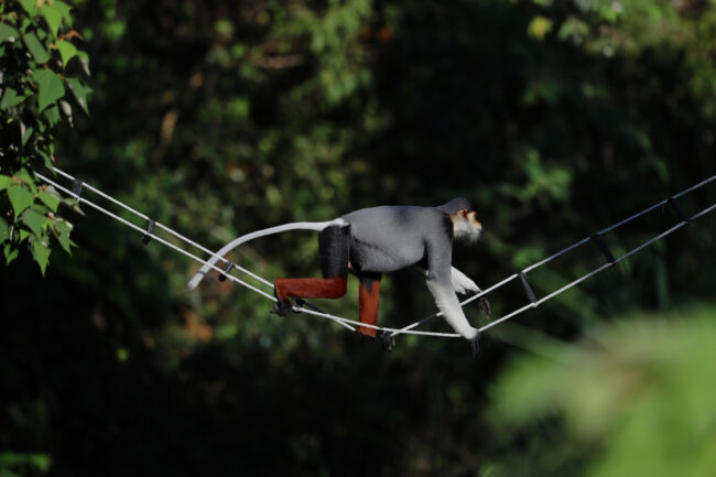 絶滅危惧種の猿「アカアシドゥクラングール」。猿たちが動きやすいように橋も設置。