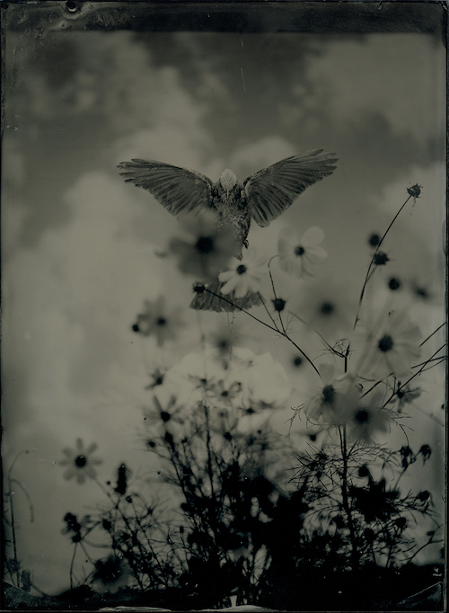 『AM#75』ambrotypes ©YAMAMOTO Masao Courtesy of Mizuma Art Gallery