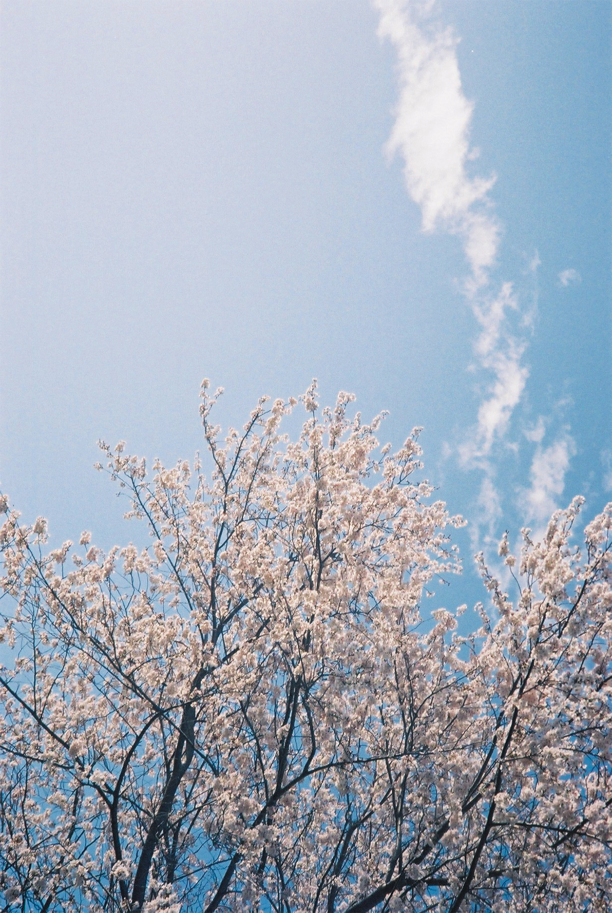横向きの写真をあえて縦向きで。立ち上る桜や雲がユニーク。