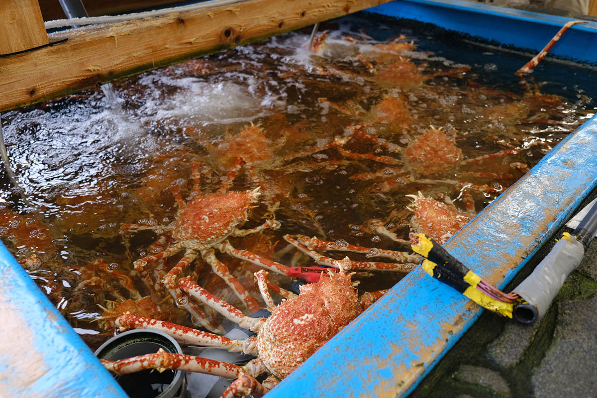 「富士青藍」から車で5分ほどの場所にある高足ガニの専門店「お食事処 かにや」の生け簀