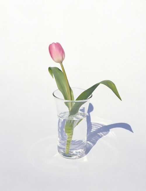 上田義彦『Flowers No.12 ・ Tokyo』（1996年） ⒸYoshihiko Ueda