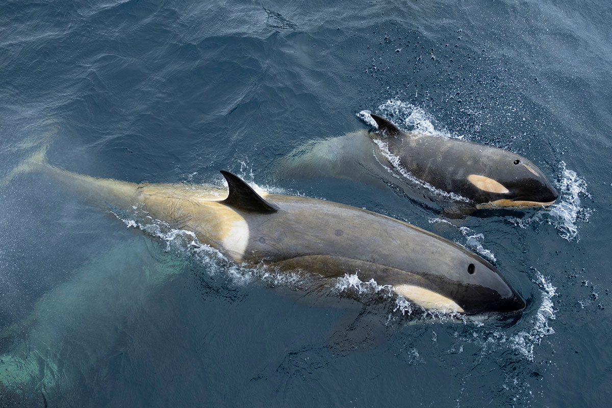 Compliant with operational regulations ©Studio PONANT_Olivier BLAUD