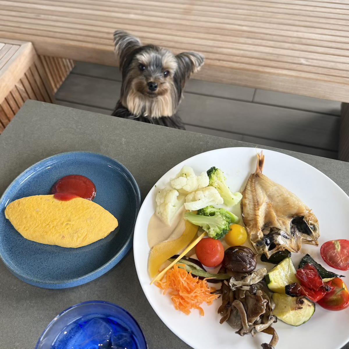 ハイアット ハウス 金沢」で体感する、“愛犬と暮らすような旅” 【後編