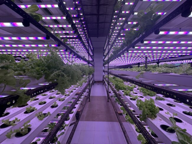 Hydroponics Garden