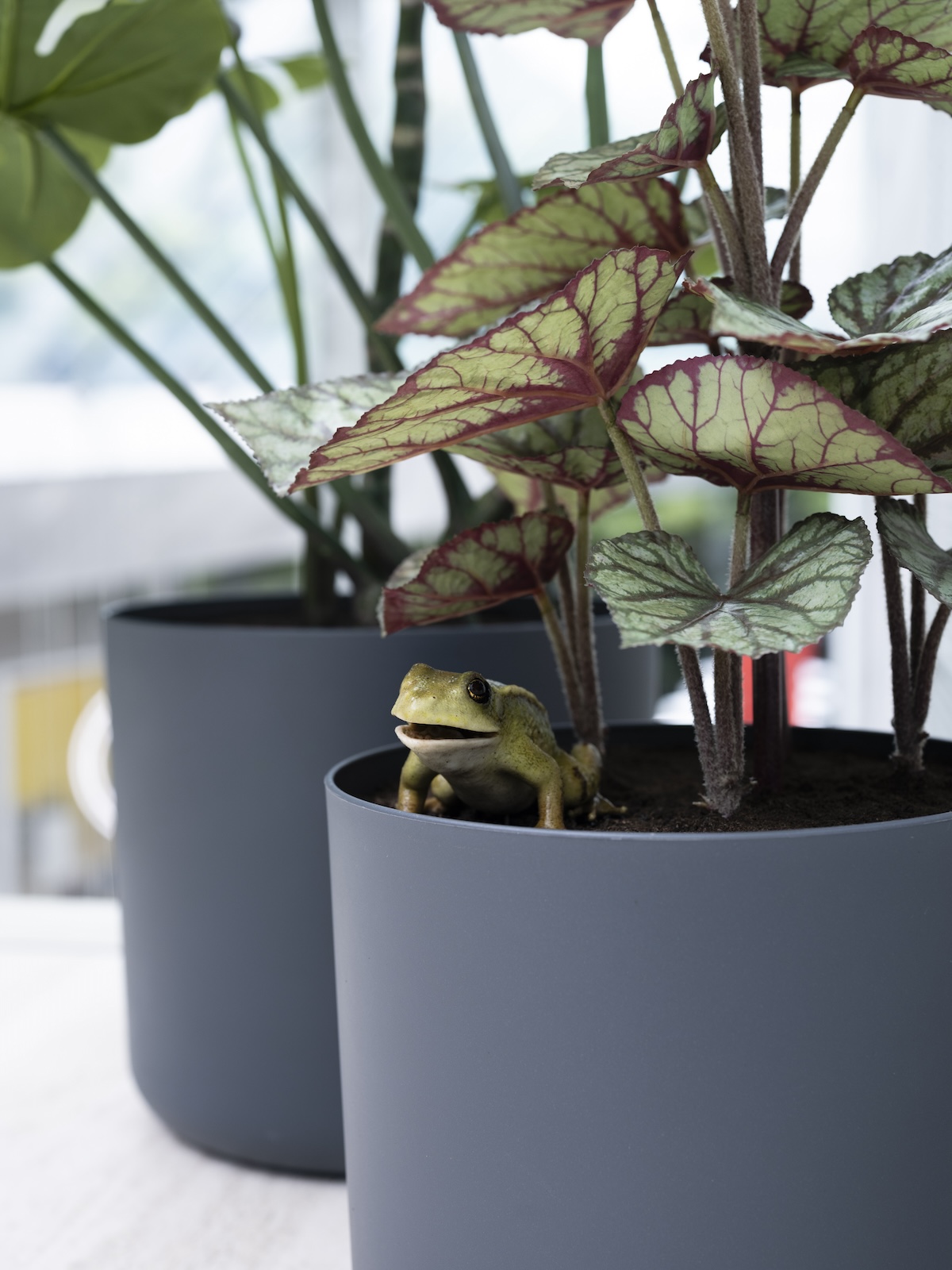 小誌も注目する才能・中村萌による、 新作個展が開催 ＠ギャラリー椿