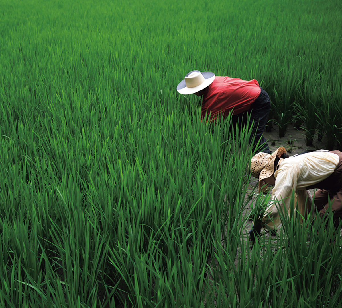 稲わらを用いたしめ縄に心惹かれ、愛媛県の米農家を訪問。Photo：福田喜一　展覧会シリーズ「Life is beautiful：衣・食植・住」をめぐる探求の旅より。