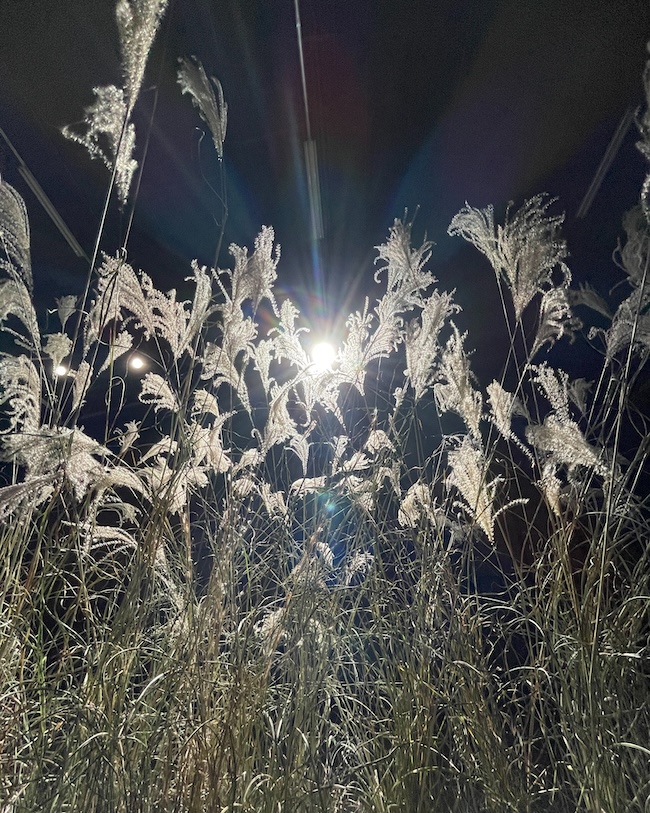 「EE_Park」で開催されるアートプロジェクト「獣(第3章/EDGE)」のインスタレーションイメージ。