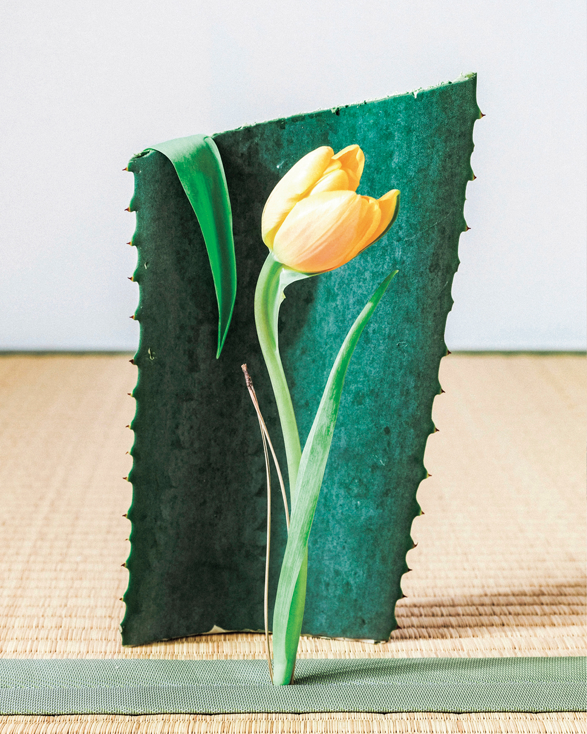 『無題』「畳のヘリに松の葉を立て、チューリップの葉に見立てました」