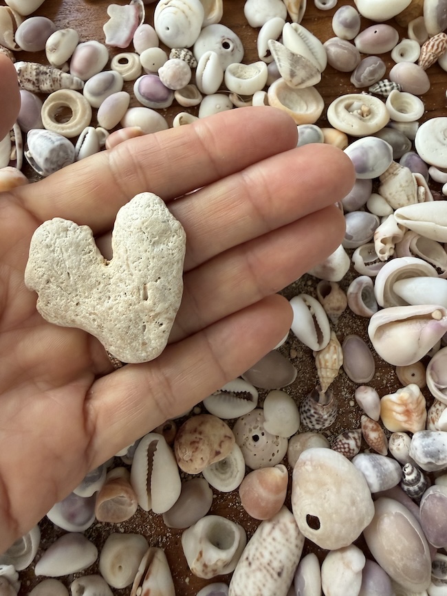 浜辺を散歩しながら拾い集めた貝がら