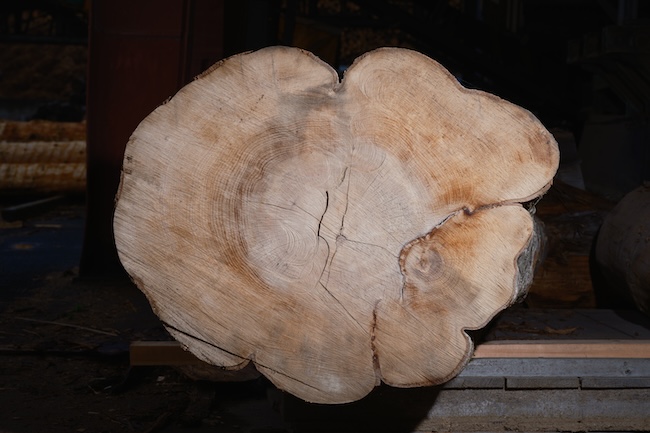 ⻘森県⼗和⽥市奥⼊瀬のブナ　2025年5⽉　撮影：⼩⼭⽥邦哉