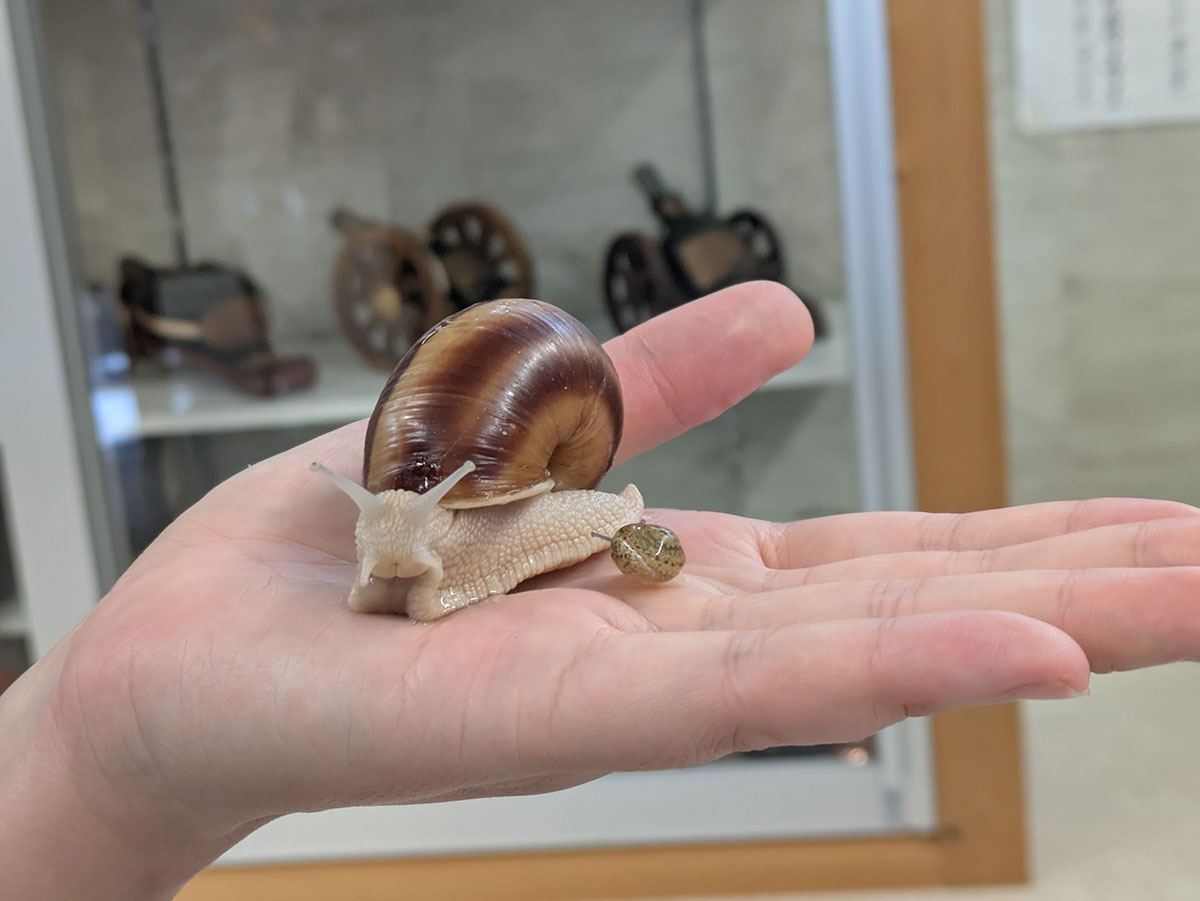 エスカルゴ親子。エスカルゴが通ったあとは手がすべすべに！ 「昔こういう韓国コスメがあったよね」と取材チームが盛り上がった