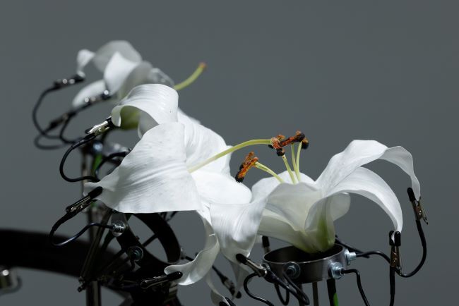 藤⽥クレア『Auto-Pollination』（2025年）　Artwork by Claire Fujita, Photo by Keizo KIOKU