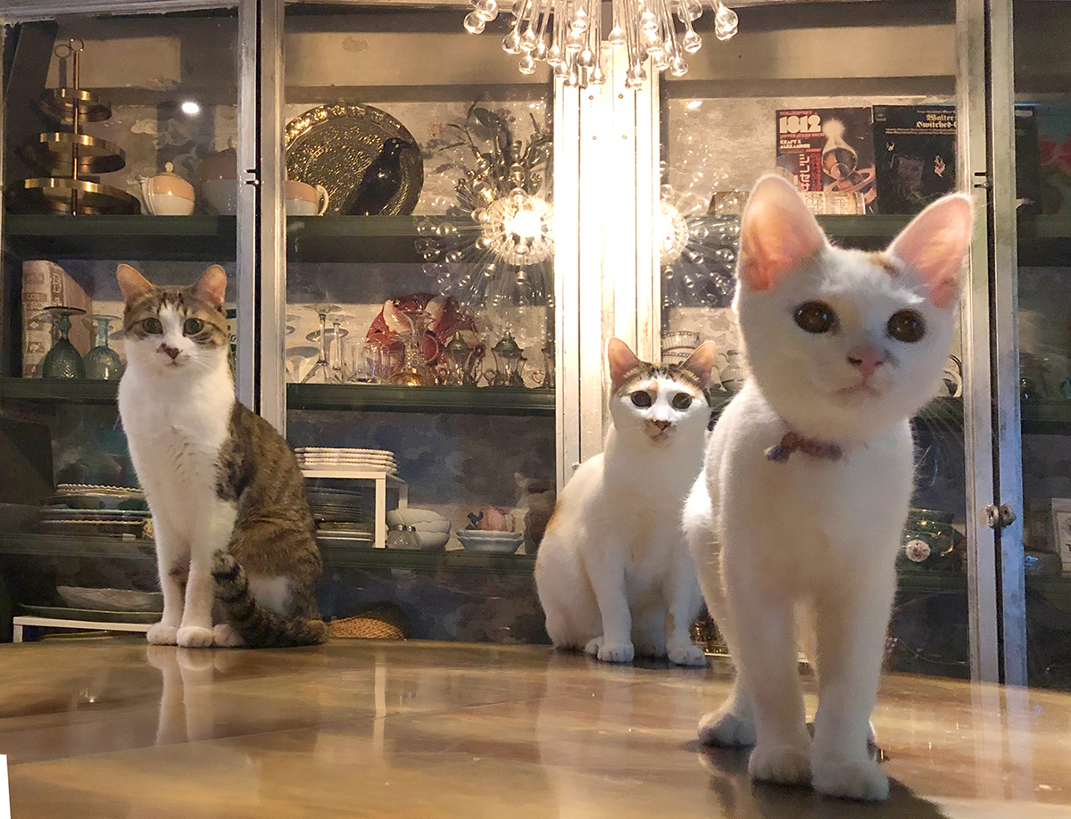 愛猫（左から）うずら、ちくわ、とろろ