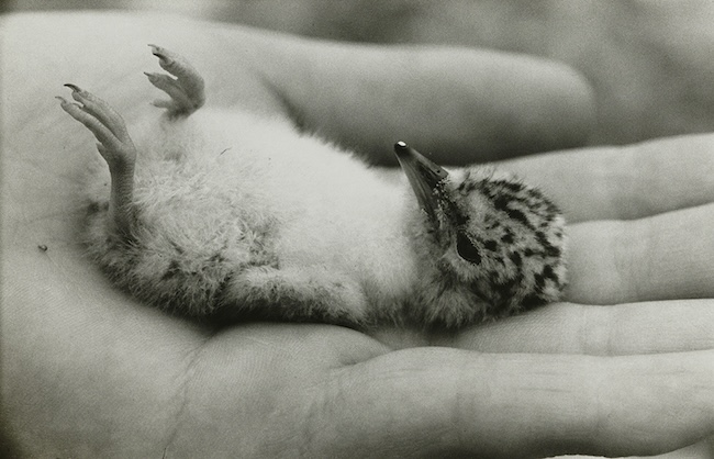 田村栄『てのひらのヒナ（孵化3日目）』「多摩川の鳥」より1954-60年 東京都写真美術館収蔵