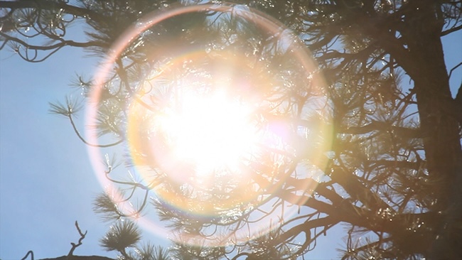 川内倫子『Illuminance』2022年 東京都写真美術館収蔵