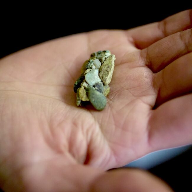 拾ったトビケラの巣。まさに自然の芸術。