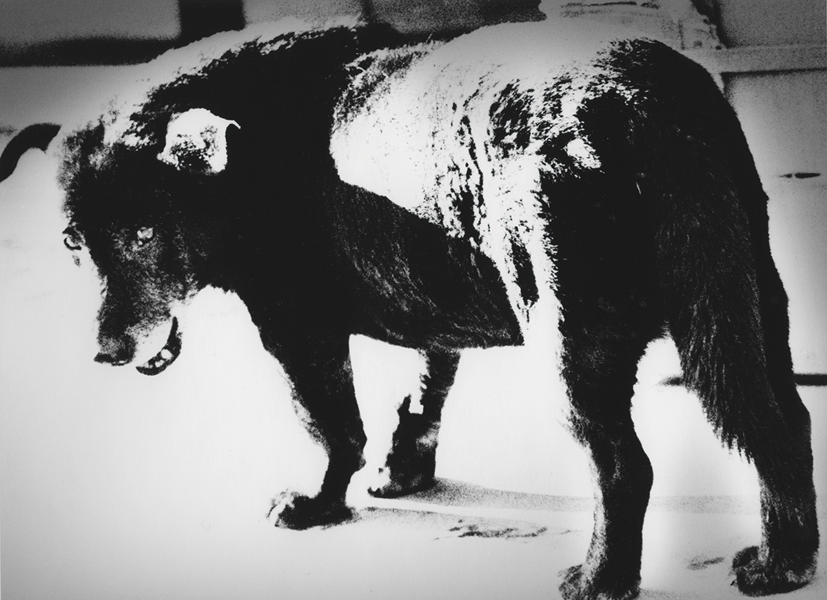 写真集『狩人』より『三沢の犬』  1967年、青森　© Daido Moriyama Photo Foundation