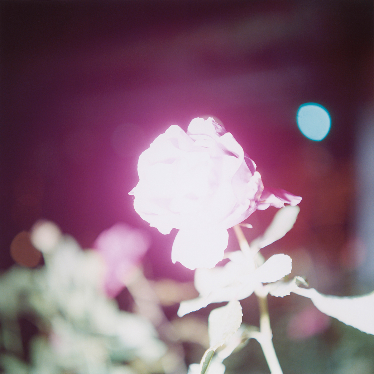川内倫子『無題』(シリーズ「Illuminance」より)2009年 © Rinko Kawauchi