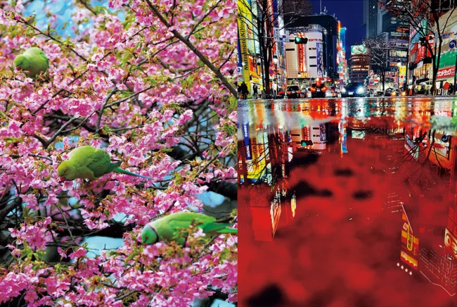 6人の写真家が見つめた東京 | Numero TOKYO