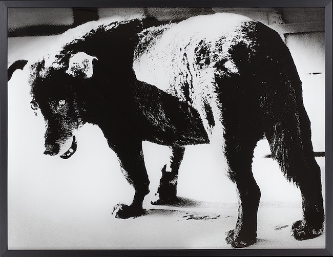森山大道『三沢の犬』1971年、ゼラチン・シルバー・プリント、東京都写真美術館© Daido Moriyama Photo Foundation