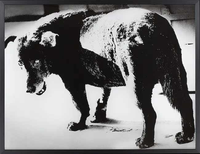 森山大道『三沢の犬』1971年、ゼラチン・シルバー・プリント、東京都写真美術館© Daido Moriyama Photo Foundation