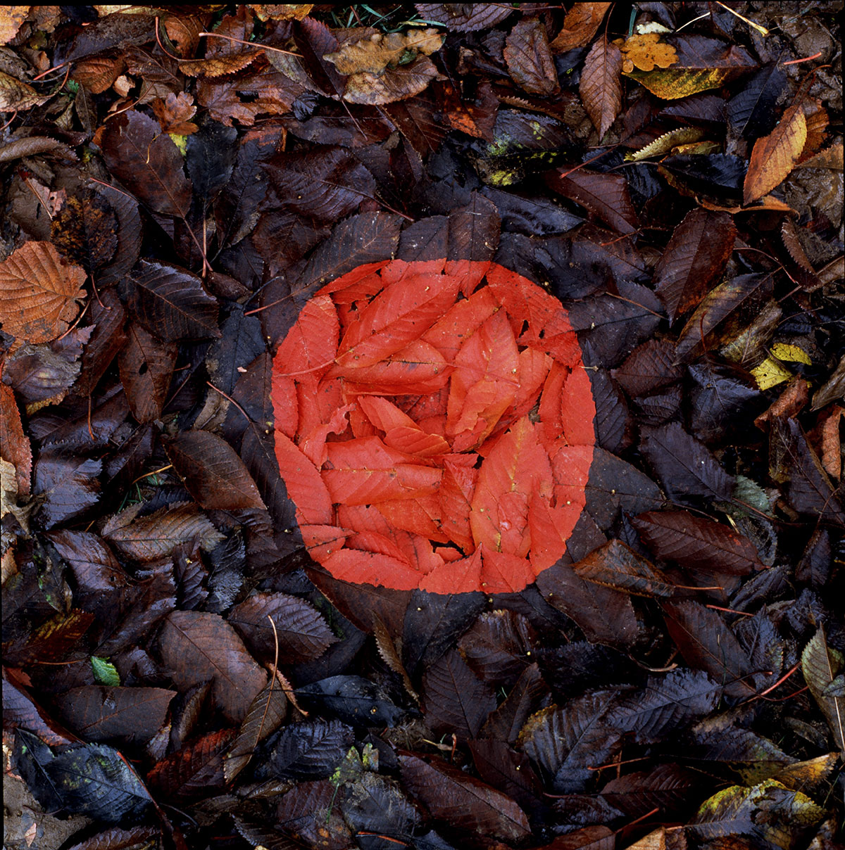 アンディ・ゴールズワージー 《チェリー・パッチ》 1984年 Andy Goldsworthy, Edges made by finding leaves the same size. Tearing one in two. Spitting underneath and pressing flat on to another. Brough, Cumbria. Cherry patch. 4 November 1984, 1984 Photo: Andy Goldsworthy Courtesy of Andy Goldsworthy