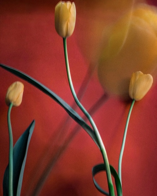 サラ・ファン・ライ『Tullips』(2026年)