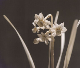 Photo: Tomoko Osada